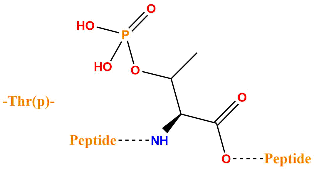 磷酸化蘇氨酸(專肽生物www.allpeptide.com)