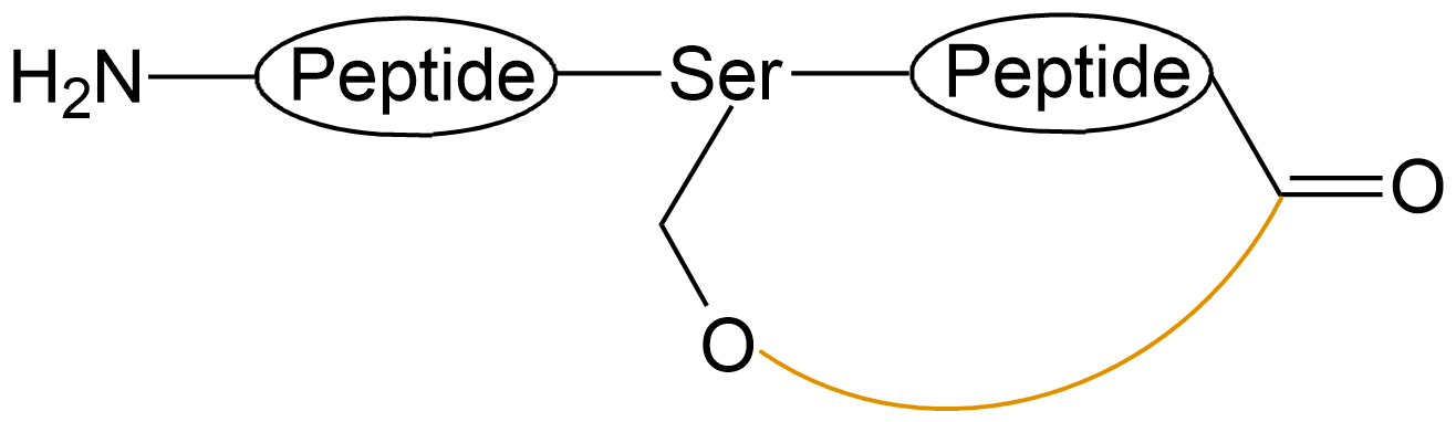 酰胺鍵環(huán)狀多肽(專肽生物www.allpeptide.com)