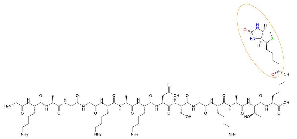 多肽生物素標(biāo)記的結(jié)構(gòu)(專肽生物www.allpeptide.com)