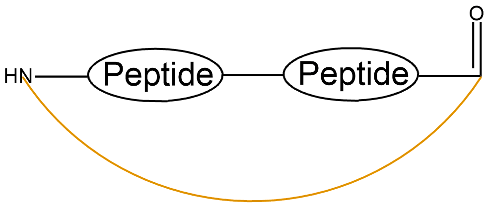 酰胺鍵環(huán)狀多肽(專肽生物www.allpeptide.com)