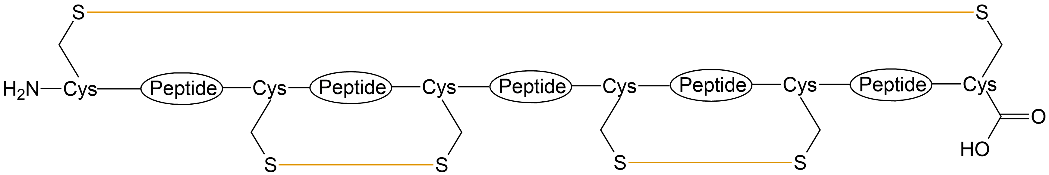 酰胺鍵環(huán)狀多肽(專肽生物www.allpeptide.com)