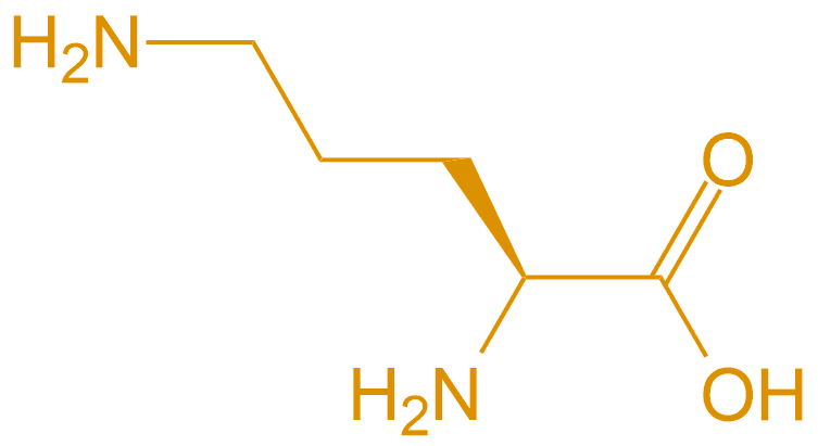 鳥氨酸Orn(專肽生物www.allpeptide.com)