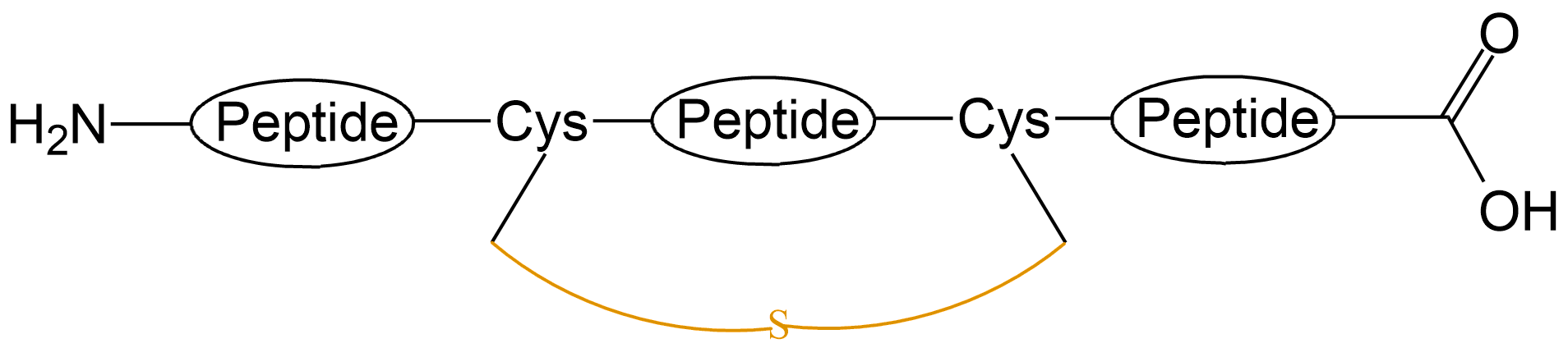 酰胺鍵環(huán)狀多肽(專肽生物www.allpeptide.com)