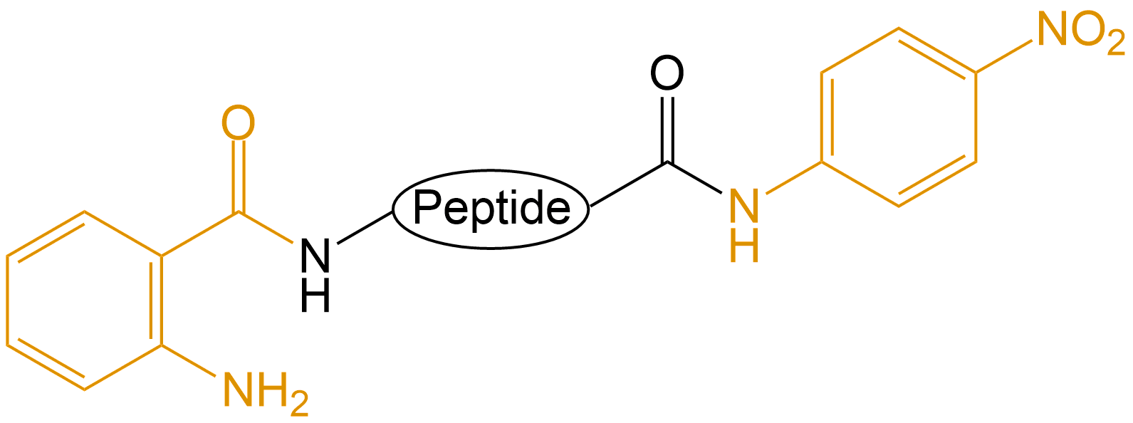Abz和pNA雙標(biāo)記(專肽生物www.allpeptide.com)
