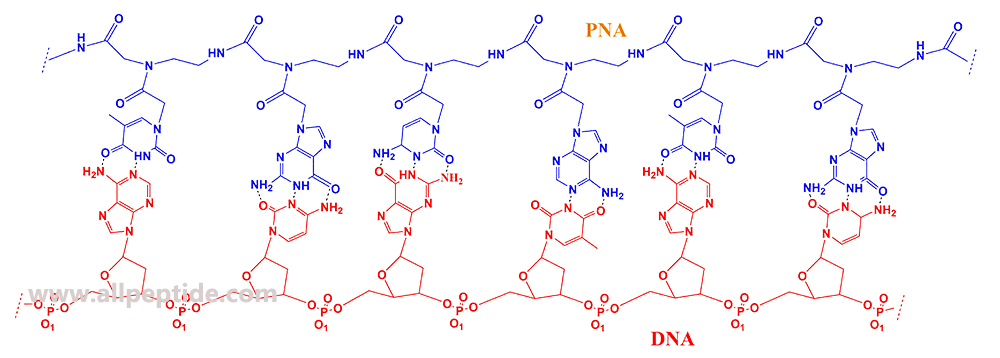 肽核酸PNA的結(jié)構(gòu)(專肽生物www.allpeptide.com)