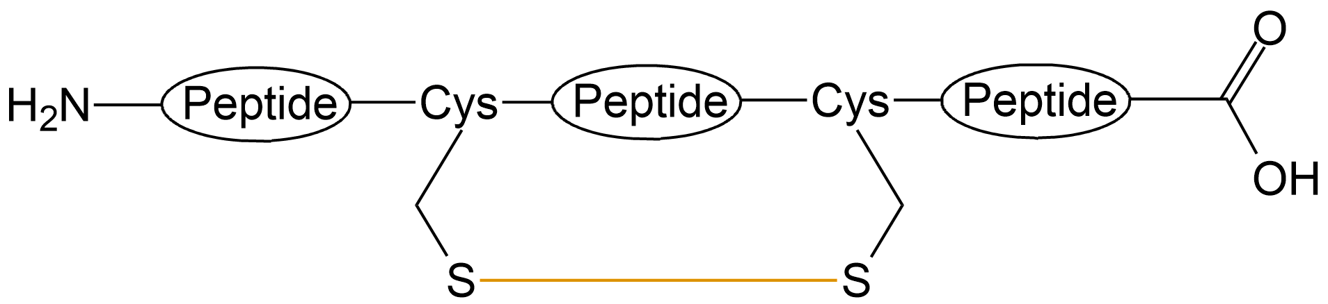 酰胺鍵環(huán)狀多肽(專肽生物www.allpeptide.com)