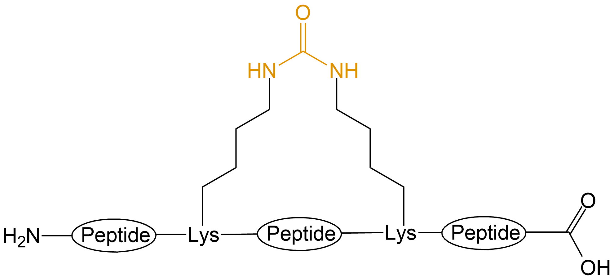 酰胺鍵環(huán)狀多肽(專肽生物www.allpeptide.com)
