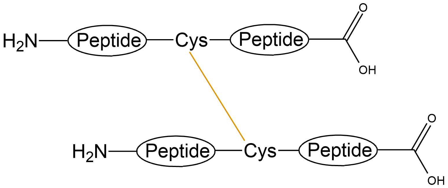 酰胺鍵環(huán)狀多肽(專肽生物www.allpeptide.com)