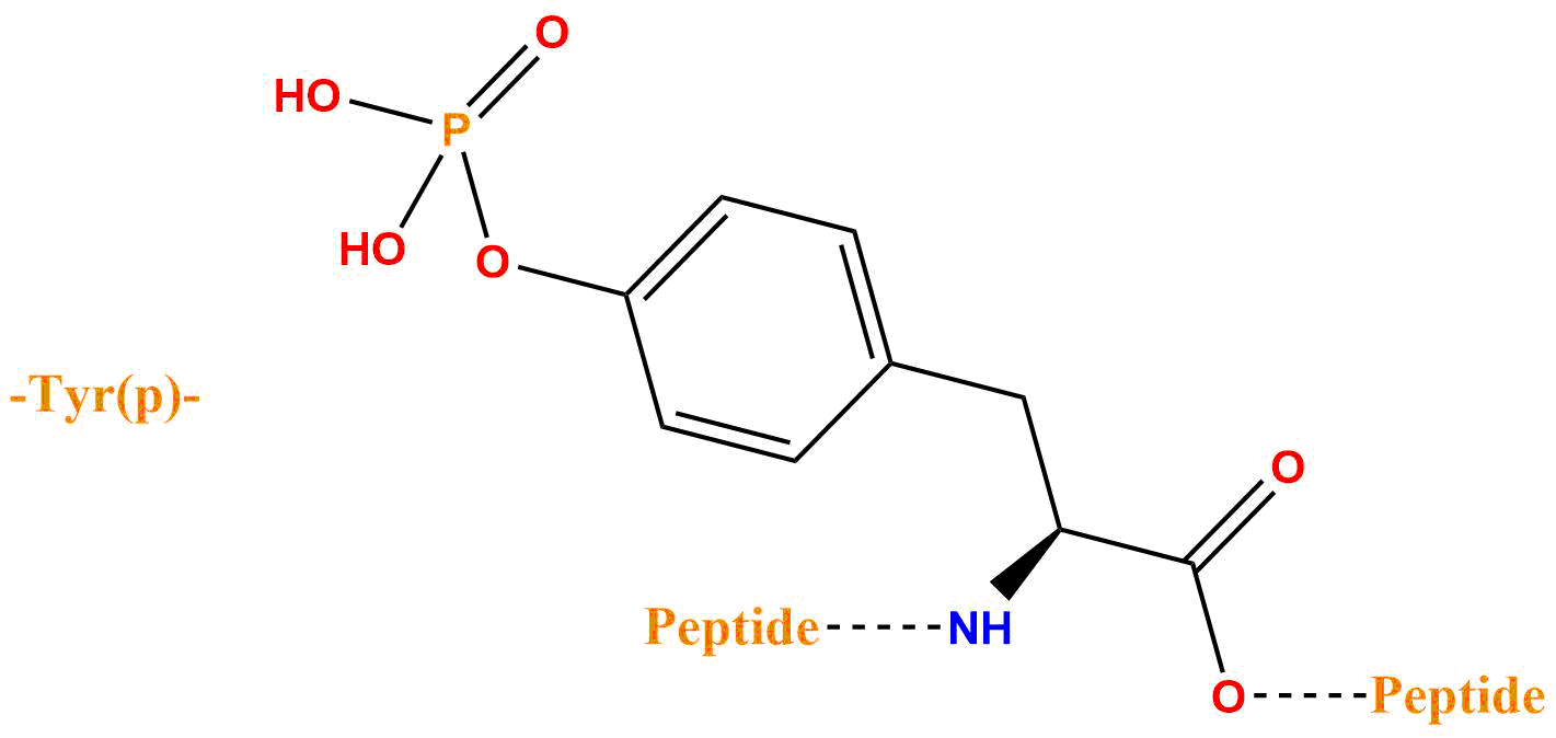 磷酸化酪氨酸(專肽生物www.allpeptide.com)