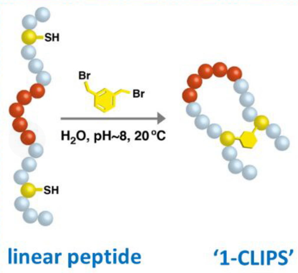 酰胺鍵環(huán)狀多肽(專肽生物www.allpeptide.com)