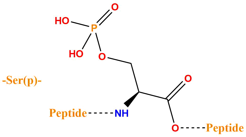 磷酸化絲氨酸(專肽生物www.allpeptide.com)