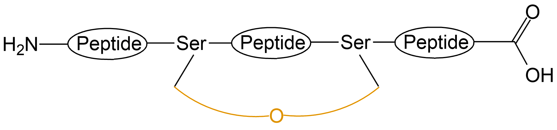 酰胺鍵環(huán)狀多肽(專肽生物www.allpeptide.com)