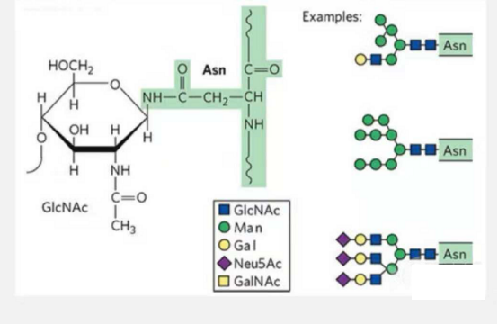 糖肽合成(專肽生物www.allpeptide.com)