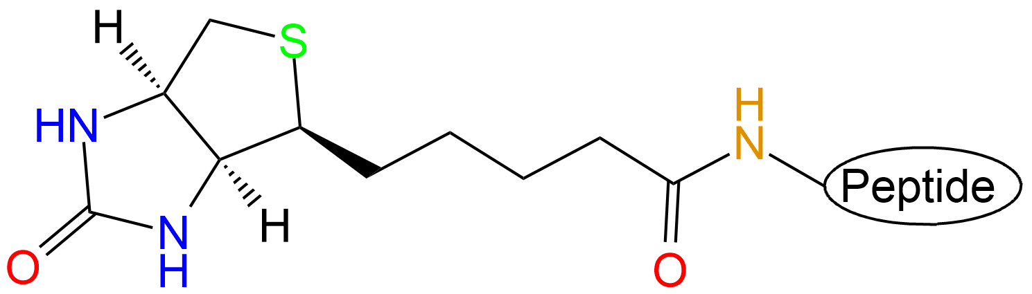 生物素標(biāo)記多肽(專肽生物www.allpeptide.com)