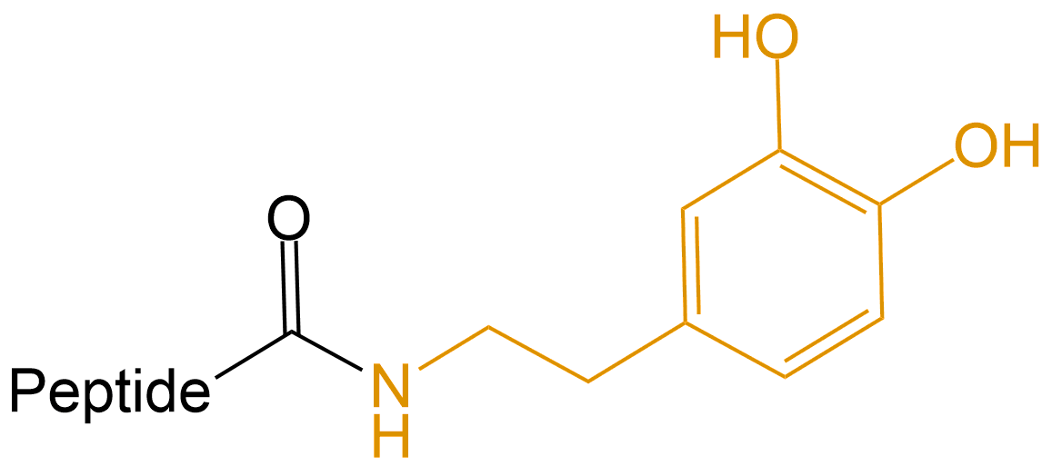 多巴胺修飾(專肽生物www.allpeptide.com)