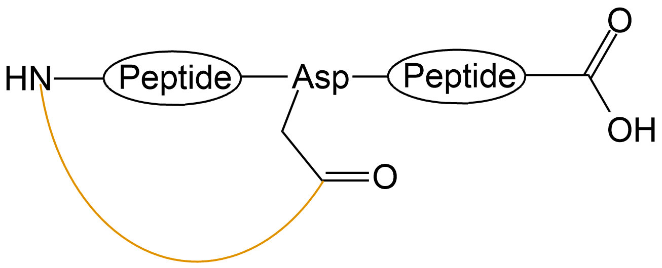 酰胺鍵環(huán)狀多肽(專肽生物www.allpeptide.com)