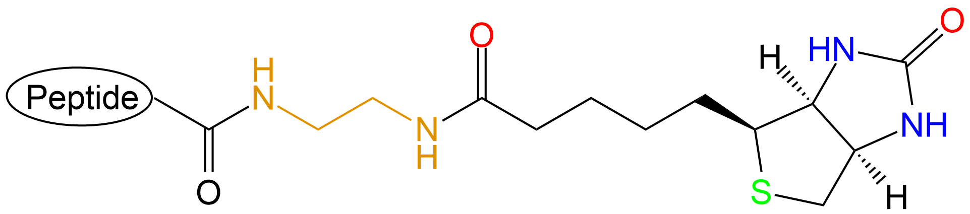生物素標(biāo)記多肽(專肽生物www.allpeptide.com)