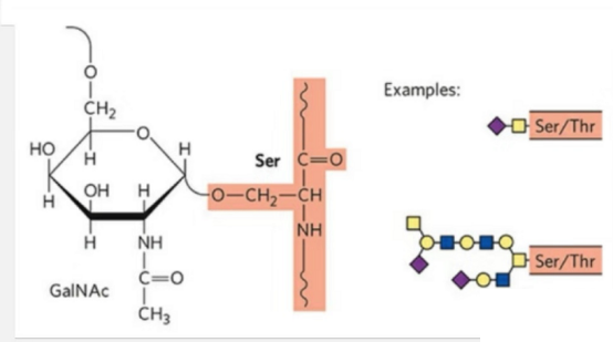 糖肽合成(專肽生物www.allpeptide.com)