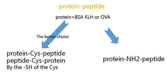 多肽蛋白偶聯(lián)服務(wù)(專肽生物www.allpeptide.com)