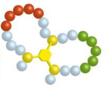酰胺鍵環(huán)狀多肽(專肽生物www.allpeptide.com)