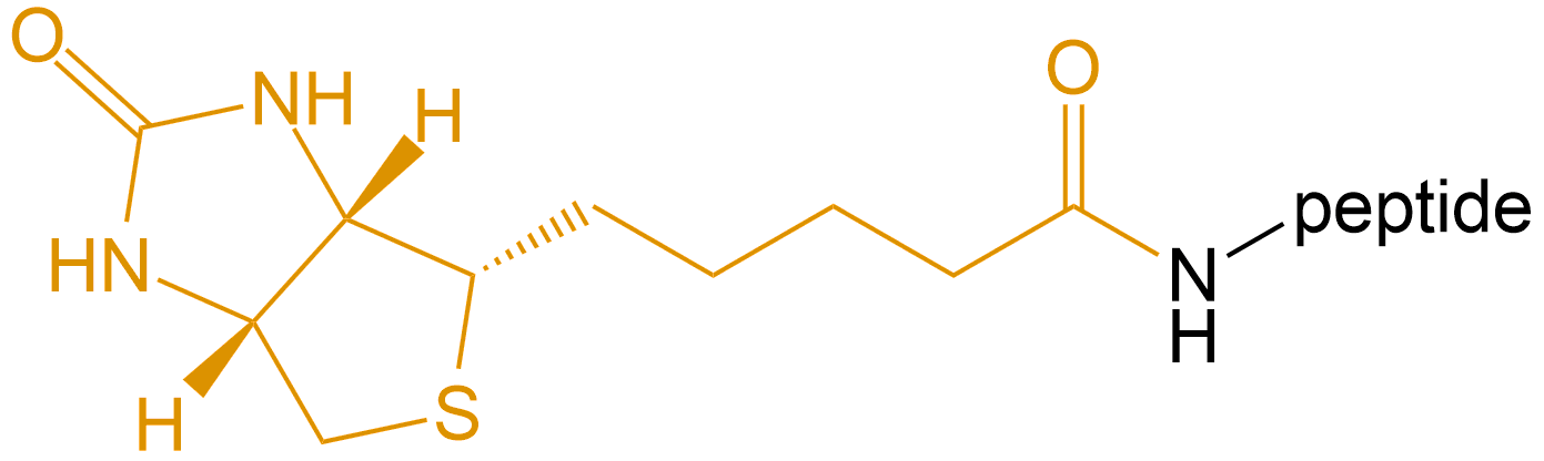 多肽生物素修飾(專肽生物www.allpeptide.com)