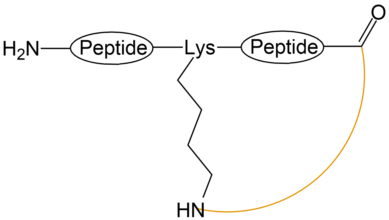 酰胺鍵環(huán)狀多肽(專肽生物www.allpeptide.com)