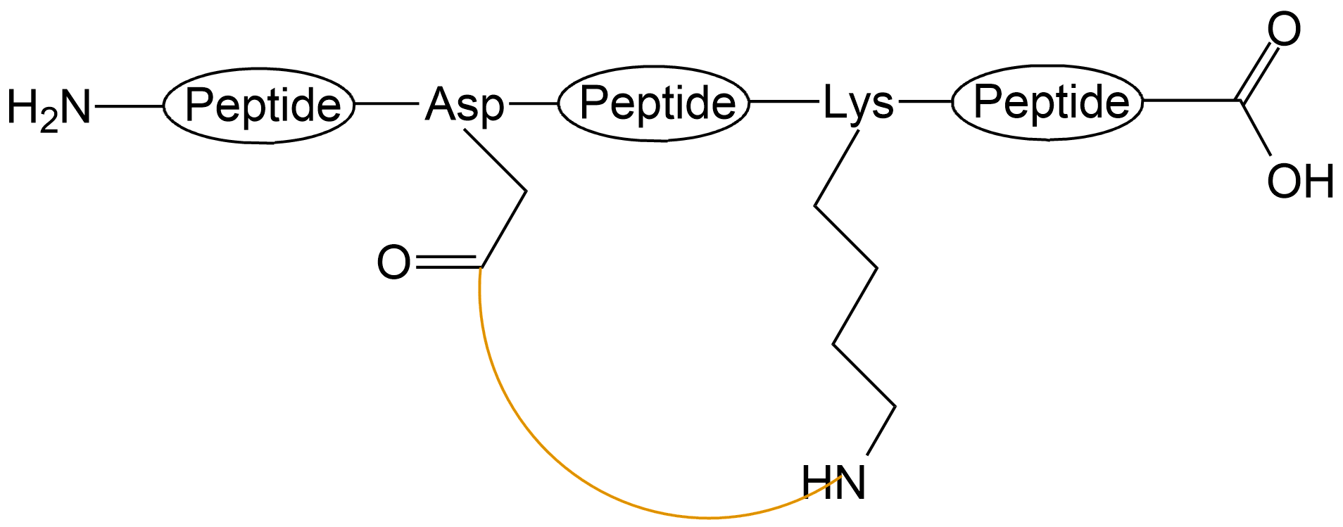酰胺鍵環(huán)狀多肽(專肽生物www.allpeptide.com)