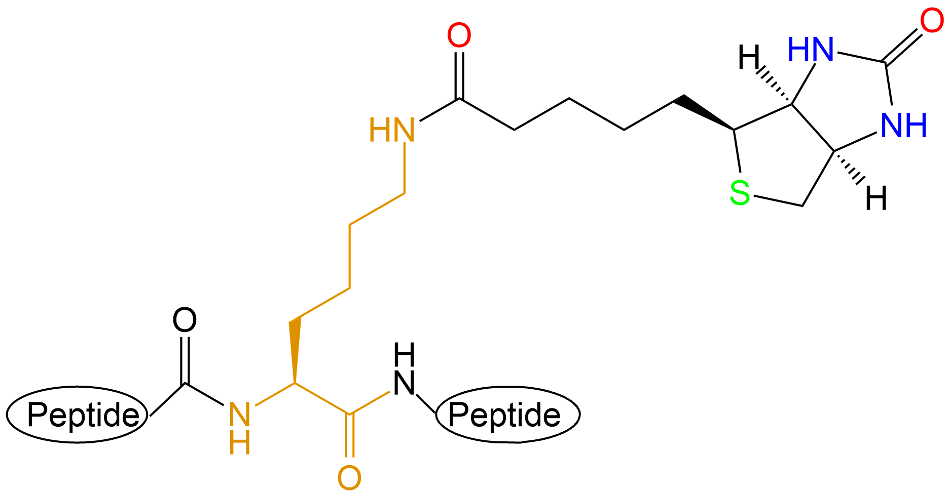 生物素標(biāo)記多肽(專肽生物www.allpeptide.com)
